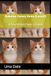 Babaloo Comes Home (Level2): A Tiny Kitten Finds a Family