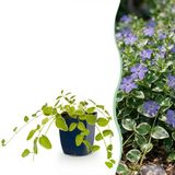 Green boutiQ Vasteplant Vinca major Variegata Maagdenpalm Bodembedekkend Blauw 12 Planten Pot 11cm Hoogte 15-25cm