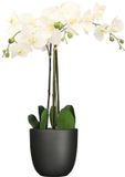 Mica Decorations Orchidee kunstplant wit - 75 cm - inclusief bloempot zwart mat