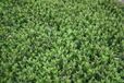 Aster 6x Aster - Aster macrophyllus | pot de 9x9 cm
