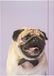 Folia Verzameltas A3 van Stevig Karton met Elastiek - Basic Puggy Love