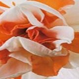 JUB Narcissus Replete