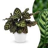 Green boutiQ Calathea Makoyana Pauwenplant - 1 Plant - Pot 12cm - Hoogte 25cm