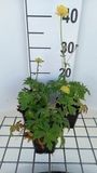 GRDplanten Groendecor Tuinarchitectuur 6x Kogelbloem - Trollius hybr. 'Lemon Queen' | 9x9 cm pot