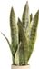 Unyqoos® Set van drie kunstplanten Sansevieria