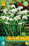 jub Bol X 7 Galanthus Flore Pleno