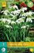 jub Bol X 7 Galanthus Flore Pleno