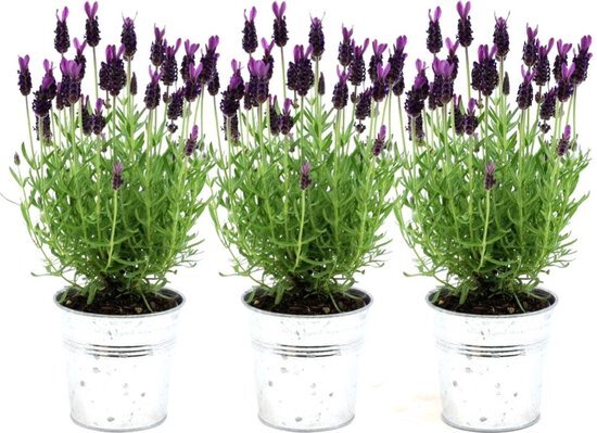 Plants by Frank - Set van 3 Franse lavendelplanten in sierpot &#39;Old Look&#39; - 3 x Lavandula stoechas Anouk&#174; 13 cm pot - Lavendelplant - Vers van de kwekerij Geleverd