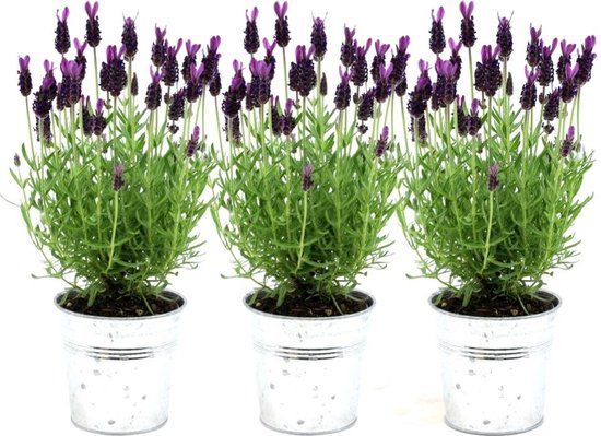 Plants by Frank - Set van 3 Franse lavendelplanten in sierpot 'Old Look' - 3 x Lavandula stoechas Anouk® 13 cm pot - Lavendelplant