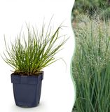 Green boutiQ Panicum virg. Northwind Prairiegraan - 12 Planten