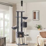Feandrea Klimboom, Kattenboom, plafondhoog, 2,4-2,6 m, lichtgrijs PCT110W01