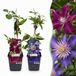 Green boutiQ - 6x Clematis Duo Blue & Red - Klimplant - Ø9cm - 35cm