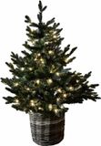 LOBERON Sierboom Mantilly groen