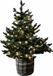 LOBERON Sierboom Mantilly groen