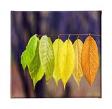 Homemania Wandafbeelding, natuurlijke kleuren, voor woonkamer, slaapkamer, meerkleurig, 60 x 3 x 60 cm, HM20KNV60 x 60 – 263, polyester, hout