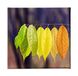 Homemania Wandafbeelding, natuurlijke kleuren, voor woonkamer, slaapkamer, meerkleurig, 60 x 3 x 60 cm, HM20KNV60 x 60 – 263, polyester, hout