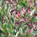 Photinia Pink Marble - Photinia Xfraseri Pink Marble En Pot 10l 80/100cm