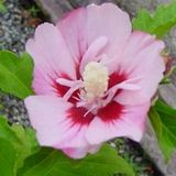 Arborix Bol Hibiscus syriacus 'Hamabo' - Altheastruik 40-60 cm in pot