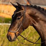Harry's Horse Anatomic Gold Hoofdstel | Cob