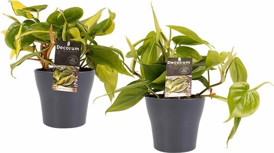 Duo Philodendron Brazil - Philodendron Scandens met potten Anna Grey ↨ 15cm - 2 stuks - hoge kwaliteit planten