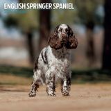 Magnet & Steel Engelse Springer Spaniel Kalender 2027