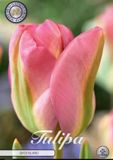 Dutch Finest Quality Groenland Viridiflora Tulpenbollen 10 stuks bolmaat 12+ Roze