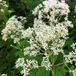 Arborix Eupatorium 3 x Eupatorium Maculatum 'Album' - Koninginnekruid pot 9x9cm