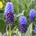 Green boutiQ - 50x Muscari Latifolium - Feuille large jacinthe bleue - Bleu - Bulbe pour naturalisation - Taille du bulbe 5/6