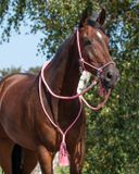 QHP Touwhalster Combi Neckrope Liberty Flamingo Pink Full