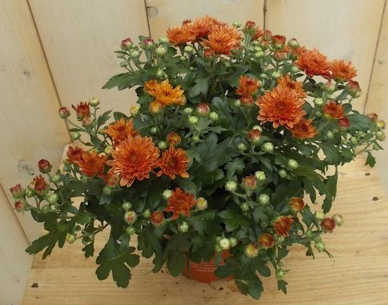 Warentuin natuurlijk Bol 3 stuks! Mini bol chrysant koper