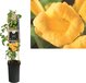 Campsis radicans Flava - Gele Trompetbloem - Klimplant - 75 cm