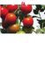 Enxertia OmniScriptum SRL Enxertia de tomate para melhorar o rendimento e a qualidade na Tanzânia