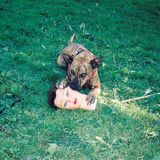 Cody Joyce Manor Cody LP