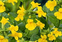 GRDplanten Groendecor Tuinarchitectuur 6x Gele maskerbloem - Mimulus luteus | 9x9 cm pot