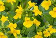GRDplanten Groendecor Tuinarchitectuur 6x Gele maskerbloem - Mimulus luteus | 9x9 cm pot