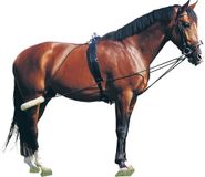 Pagony Pessoa-teugel - Maat: 1 - Zwart - Polyester
