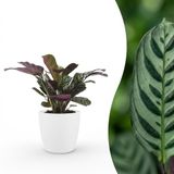 Green boutiQ Ctenanthe Burle Marxii - Visgraatplant - 30cm - Pot 12cm