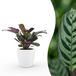 Green boutiQ Ctenanthe Burle Marxii - Visgraatplant - 30cm - Pot 12cm