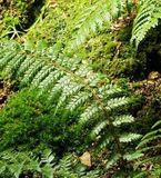 Arborix Polystichum 6 x Polystichum Braunii - Schildvaren pot 9x9 cm- Winterharde Varen