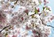 National Geographic Papier peint Printemps