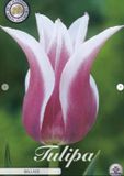 Dutch Finest Quality Ballade Lilyflowering Tulpenbollen 10 stuks bolmaat 12+