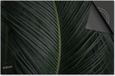 Dietrix Inductie beschermer 78x52 - DELUXE - Leaves - 2 Donkergroen blad