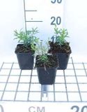 GRDplanten Groendecor Tuinarchitectuur 6x Scheefkelk - Iberis semp. 'Schneeflocke' ('snowflake') | 9x9 cm pot