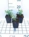 GRDplanten Groendecor Tuinarchitectuur 6x Scheefkelk - Iberis semp. 'Schneeflocke' ('snowflake') | 9x9 cm pot