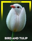Bird And Tulip Photo Book: Vivid Colorful Nature Photography Showcasing Bird Species And Vibrant Tulip Blooms In Stunning Compositions For Flower and Bird Enthusiasts