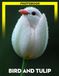 Bird And Tulip Photo Book: Vivid Colorful Nature Photography Showcasing Bird Species And Vibrant Tulip Blooms In Stunning Compositions For Flower and Bird Enthusiasts