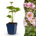 boutiQ - Anemone hybr. Kön. Charlotte - Anémone d'automne - Rose - 24 Plantes