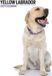 Magnet & Steel Labrador Retriever Blond Modern Kalender 2027