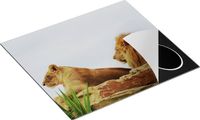Chefcare Inductie Beschermer Leeuw en Leeuwin op een Rots - 57,6x51,6 cm - Multicolor