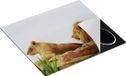 Chefcare Inductie Beschermer Leeuw en Leeuwin op een Rots - 57,6x51,6 cm - Multicolor